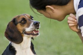 Woran sich Hunde erinnern