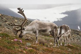 Rentiere als Klimahelfer