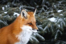 Ist der Fuchs wirklich so schlau?