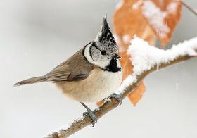 Mitmachen bei Deutschlands größter Vogelzählung!