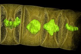 Älteste Pflanzenfossilien entdeckt?