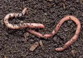 Zerteilter Regenwurm – aus eins mach zwei?