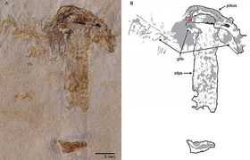 Ältestes Pilzfossil entdeckt