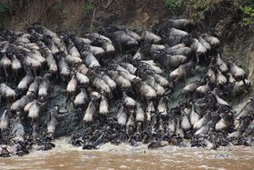 Gnus: Massentod mit Zusatznutzen