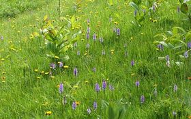 Raffinierte Netzwerker: Orchideen zapfen Pilze an