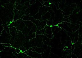 Spezielle Nerven für Mond- und Sonnenlicht