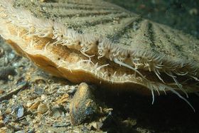Jakobsmuscheln: Überraschender Durchblick