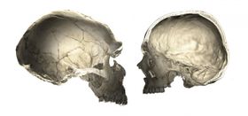 Neandertaler-Erbe beeinflusst die Kopfform