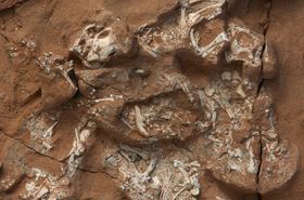 Die ersten Dinosauriereier waren weich