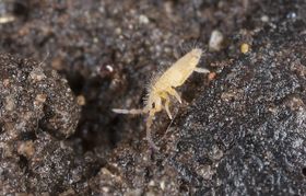Klimawandel und Landwirtschaft belasten Bodentiere – aber auf jeweils andere Weise