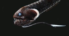 Ultraschwarze Tiefseefische
