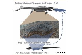 Ichthyosaurier mit großer Beute im Bauch