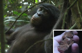 Die „Trüffel“ der Bonobos