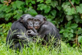 Bonobos fühlen sich verpflichtet