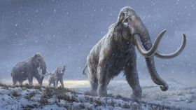 Älteste DNA beleuchtet Mammut-Stammbaum