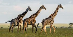 Wie Giraffen vom Leben in der Gruppe profitieren