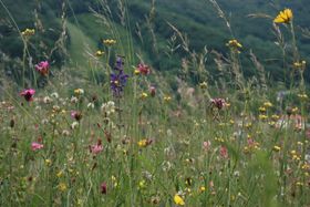 „Allerweltsarten“ auf dem Vormarsch