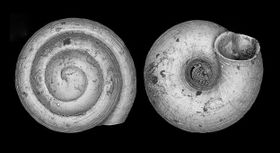 Weltweit kleinste Landschnecke entdeckt
