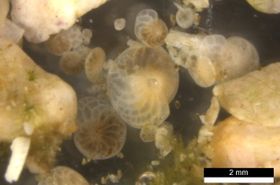 Ozean: "Umweltfreundliche" Sonnencreme schädigt Einzeller