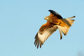 Verschluckte Bleimunition bedroht Greifvögel