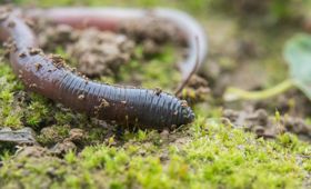Fremde Nützlinge schaden Insekten