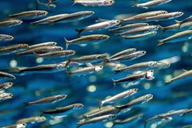 Kleine Fische sorgen für großen Wirbel