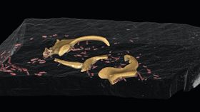 Weltweit erste fossile Knorpel von Tintenfischen