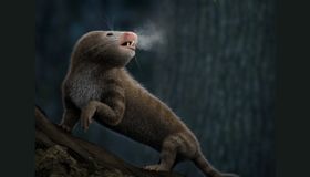 Was die Ohren über gleichwarme Tiere verraten