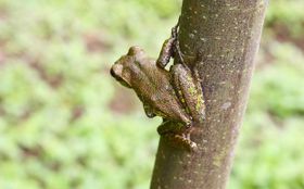 Frösche zwischen Flucht und Tarnung