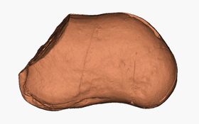 Urzeitliches 3D-Herz entdeckt