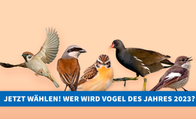 Vogelfreunde zur Wahl aufgerufen