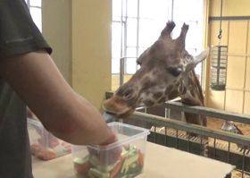 Giraffen erkennen die bessere Chance