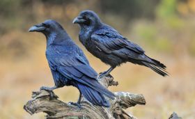 Manche Tiere profitierten bereits in der Altsteinzeit von uns
