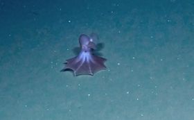 Ein Tiefsee-Oktopus auf Wanderschaft