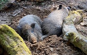 Geheimnis radioaktiver Wildschweine aufgeklärt