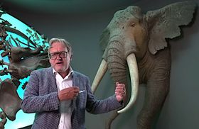 Der zerlegte Waldelefant von Gröbern
