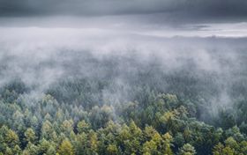 Wie pflanzlicher "Geruch“ Wolkenbildung verursacht