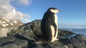 Pinguine im Sekundenschlaf