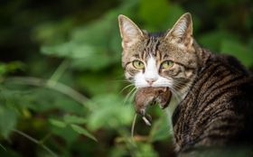 Wie Hauskatzen die Artenvielfalt bedrohen