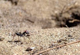 Tierischer Kompass: Magnetfelder prägen Ameisen-Hirne