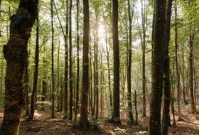 Klimawandel verändert Symbiosen zwischen Bäumen und Pilzen