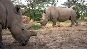 Neue Hoffnung für das Nördliche Breitmaulnashorn