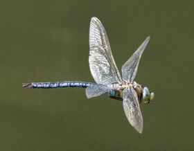 Flugkunst im Kleinformat