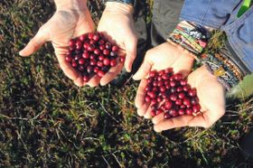 Kampf den Sylter Cranberrys