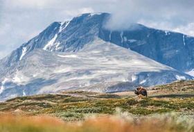 Safari ins Hochgebirge