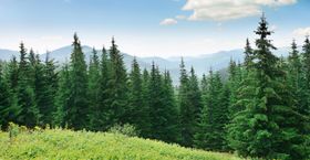Bäume: Mehr Zeit zum Wachsen bedeutet nicht immer mehr Holz