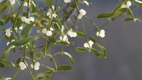 Klebstoff aus Mistelbeeren statt Erdöl