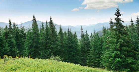 Bäume: Mehr Zeit zum Wachsen bedeutet nicht immer mehr Holz