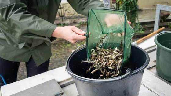 Lachse im Rhein: Wiederansiedlung macht Fortschritte