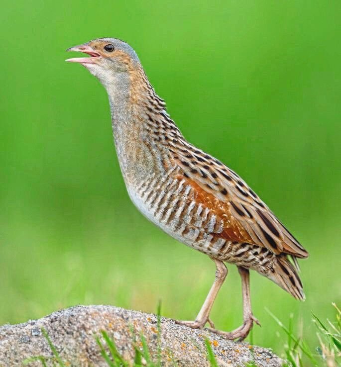 Common_crake_calling_on_the_rock